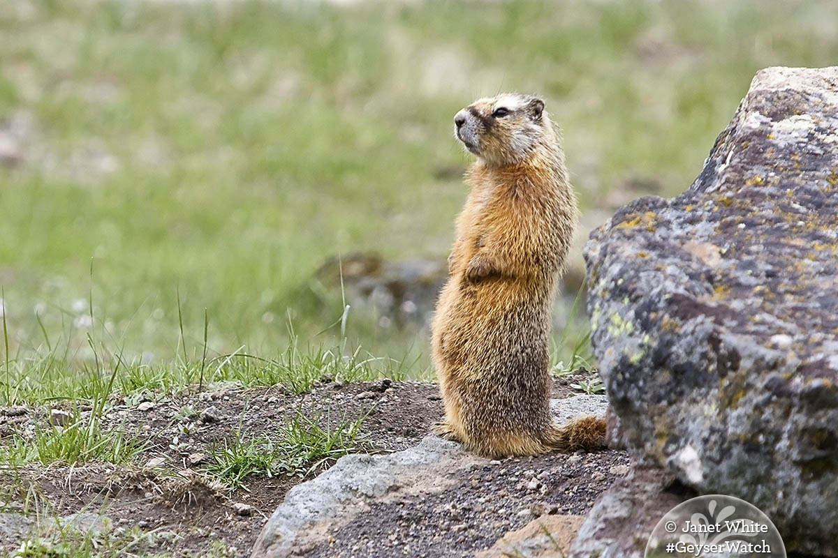 Images of Marmot | 1200x800