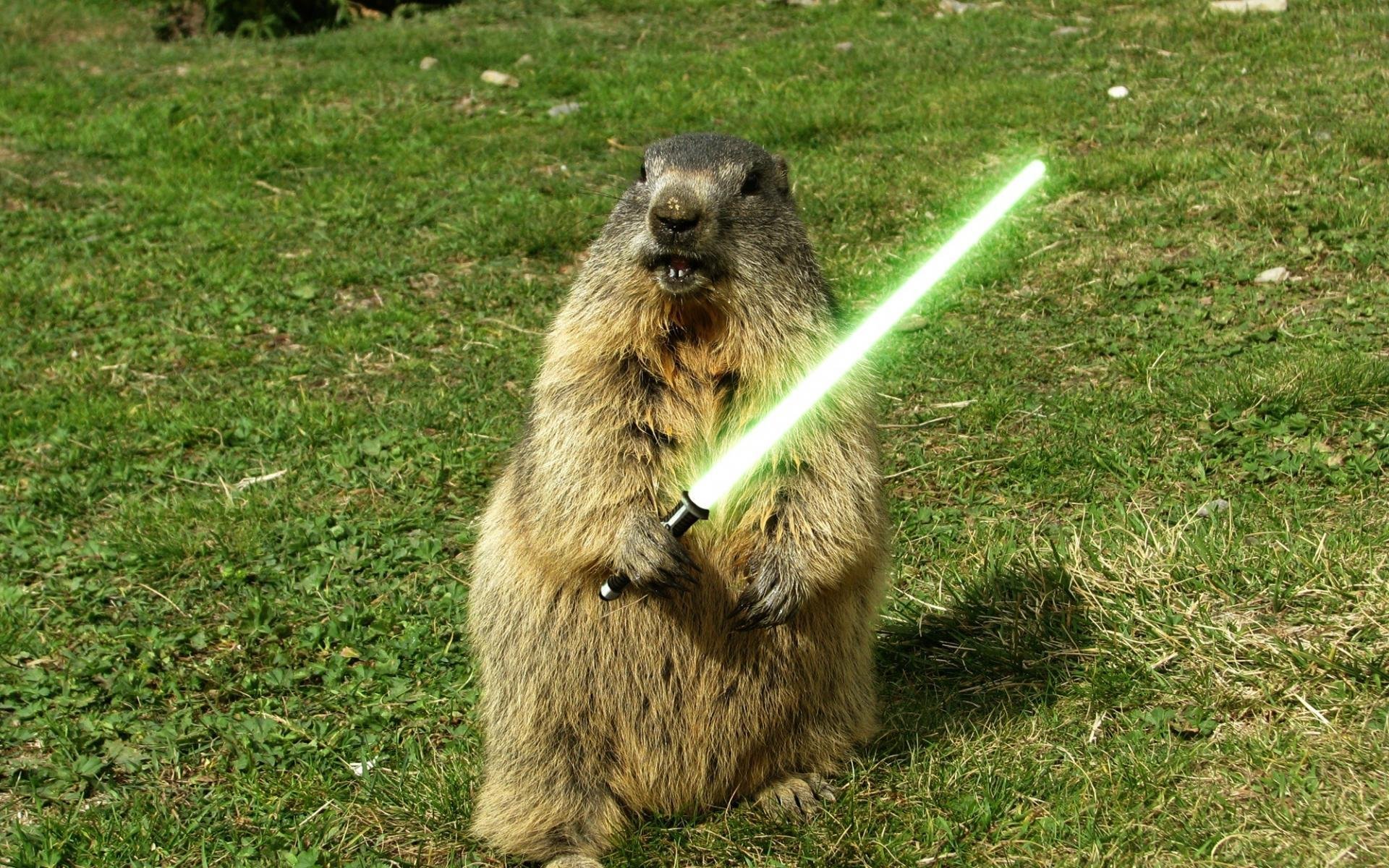 Marmot Backgrounds on Wallpapers Vista