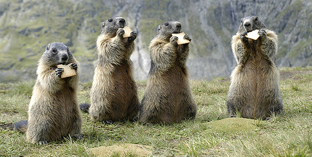 Images of Marmot | 620x313