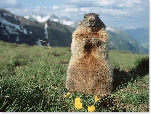 HD Quality Wallpaper | Collection: Animal, 488x367 Marmot
