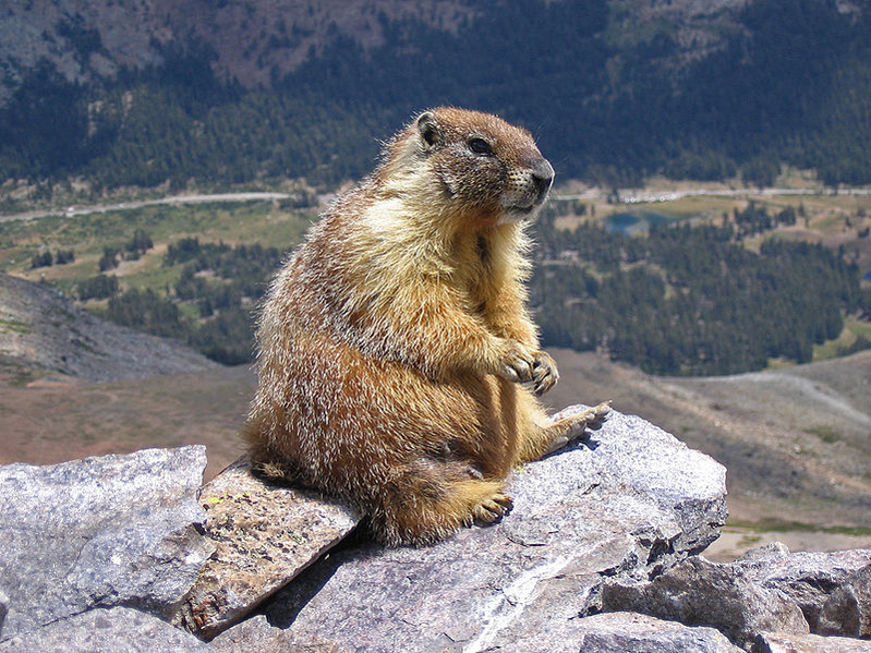 Marmot #10