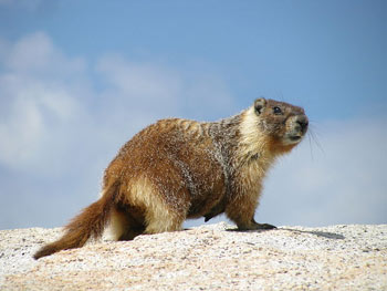 Amazing Marmot Pictures & Backgrounds