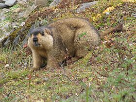 Marmot #15