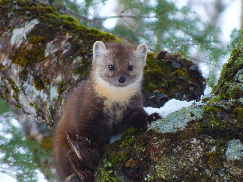 HD Quality Wallpaper | Collection: Animal, 960x720 Marten