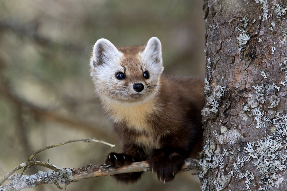 Marten High Quality Background on Wallpapers Vista