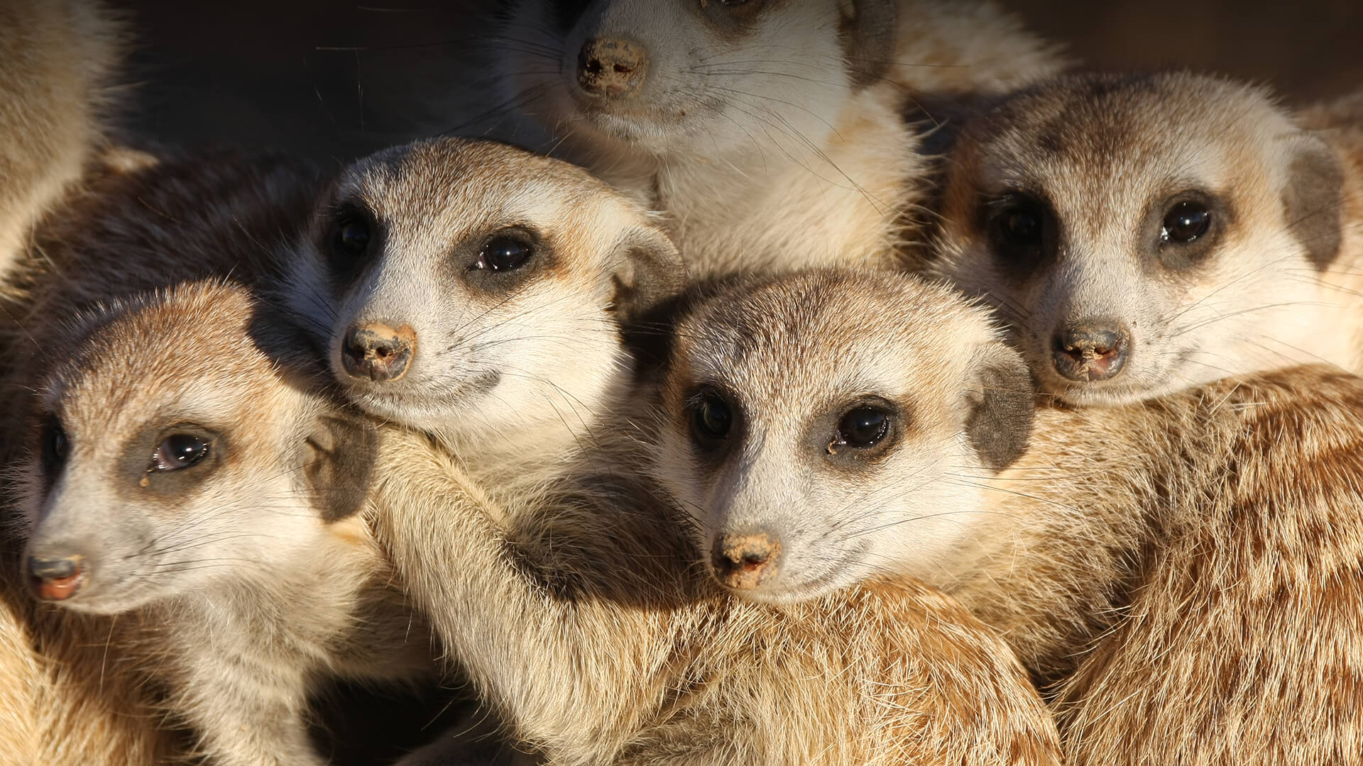 Meerkat Pics, Animal Collection