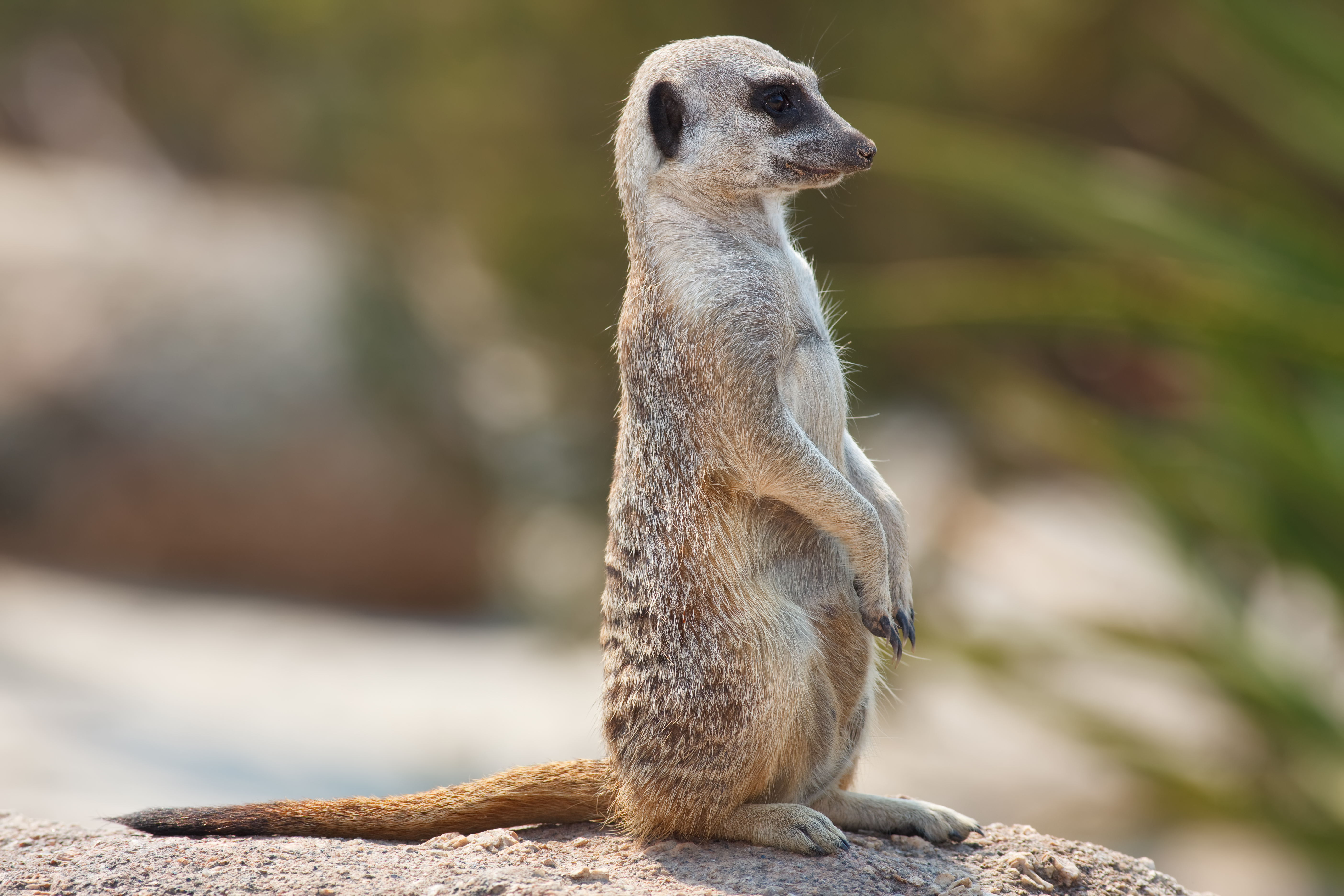 Amazing Meerkat Pictures & Backgrounds