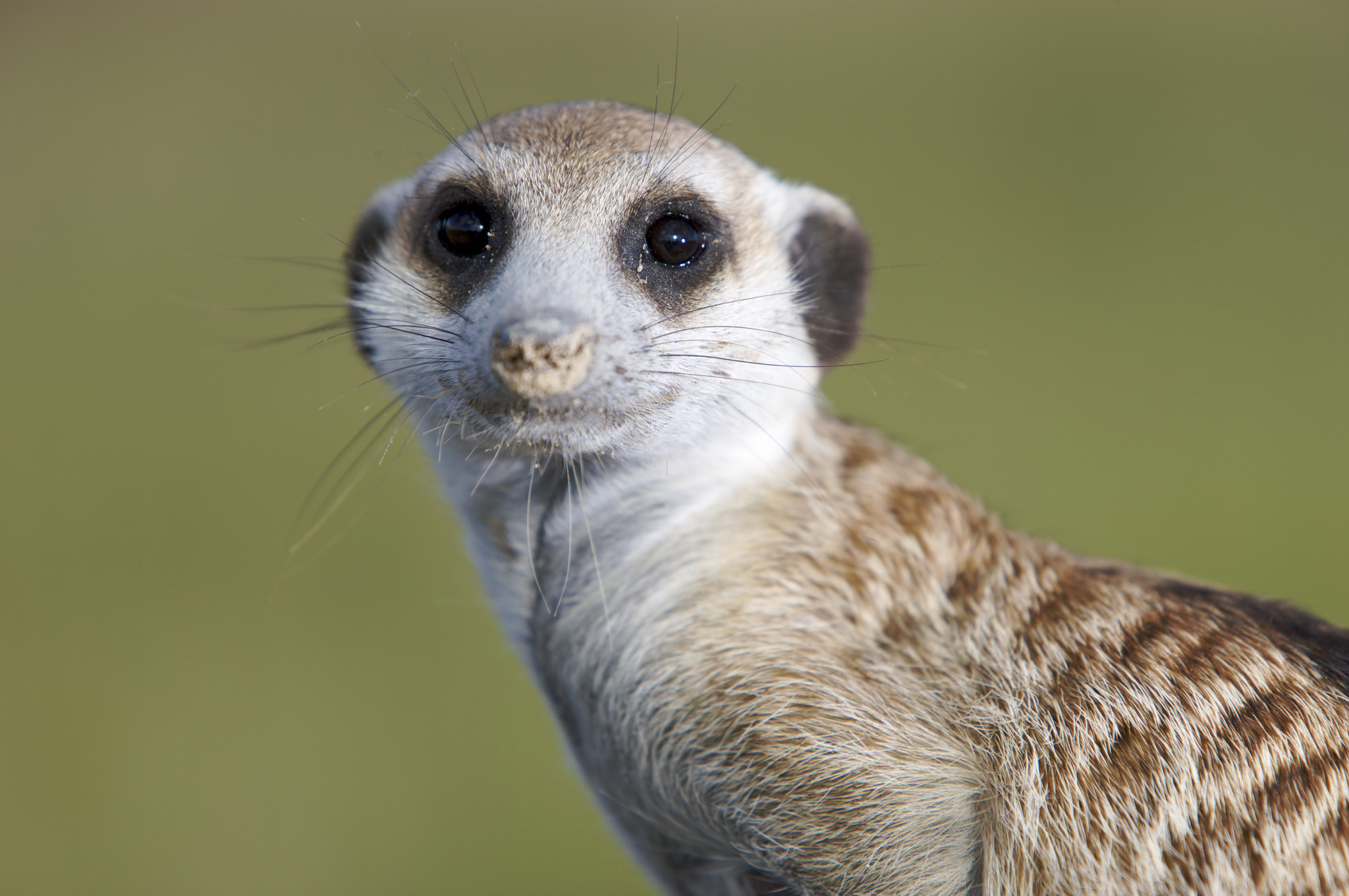 Amazing Meerkat Pictures & Backgrounds
