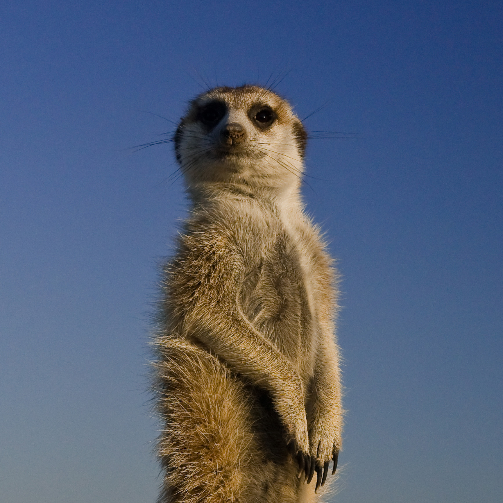 HD Quality Wallpaper | Collection: Animal, 1731x1731 Meerkat
