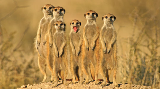 HD Quality Wallpaper | Collection: Animal, 540x300 Meerkat