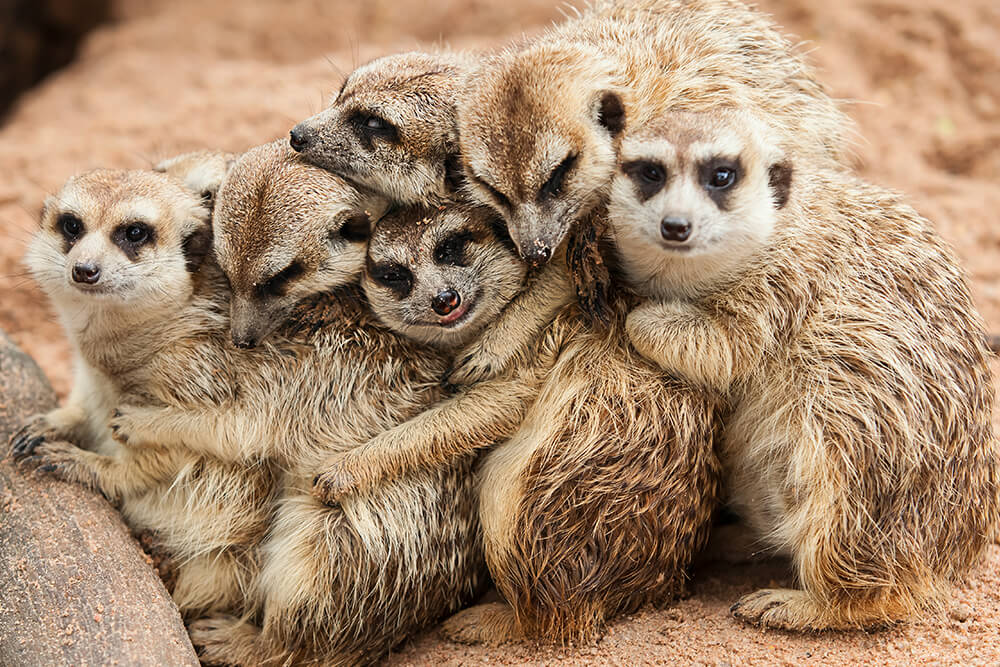 Meerkat High Quality Background on Wallpapers Vista
