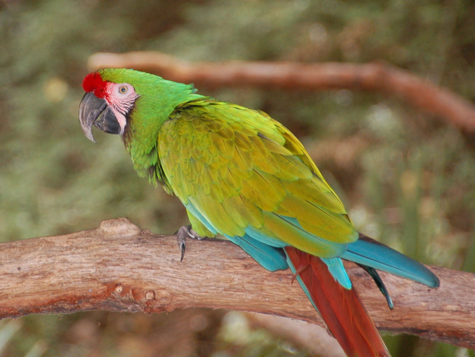 HD Quality Wallpaper | Collection: Animal, 1600x1201 Military Macaw