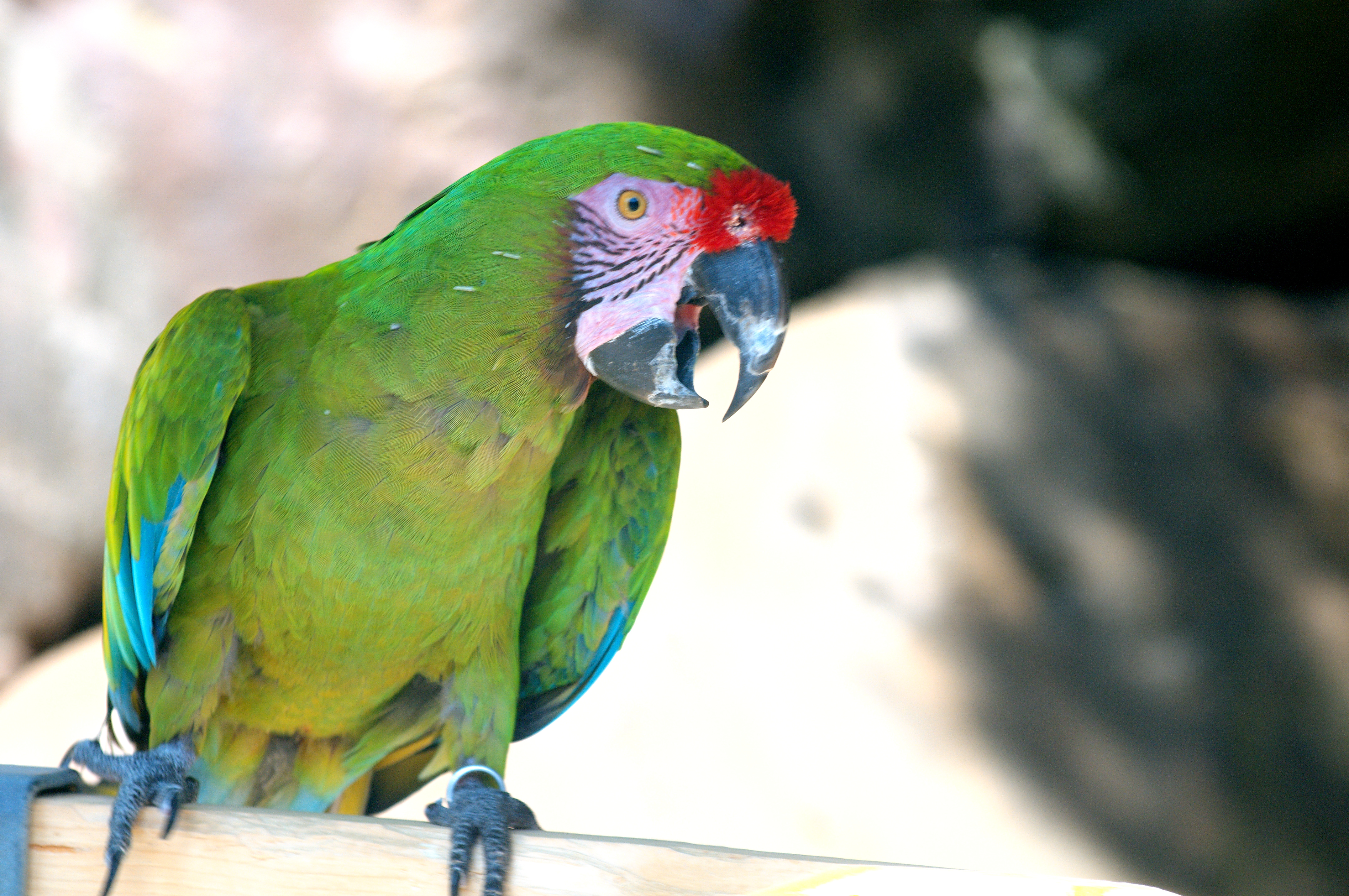 Military Macaw Pics, Animal Collection