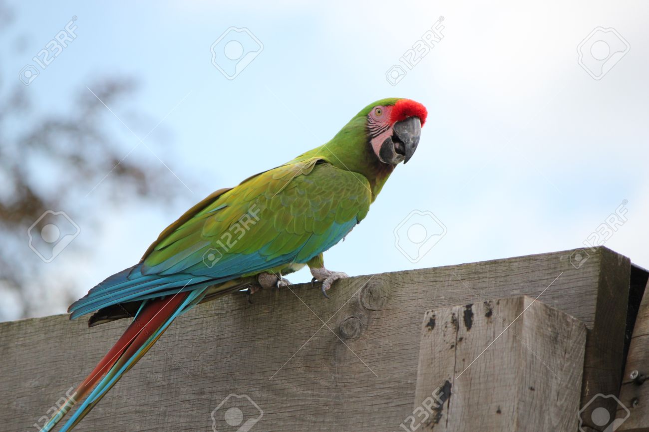 Nice wallpapers Military Macaw 1300x866px