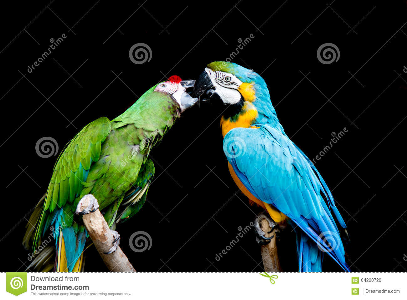 Nice Images Collection: Military Macaw Desktop Wallpapers