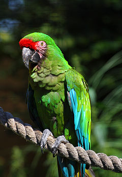 Nice Images Collection: Military Macaw Desktop Wallpapers