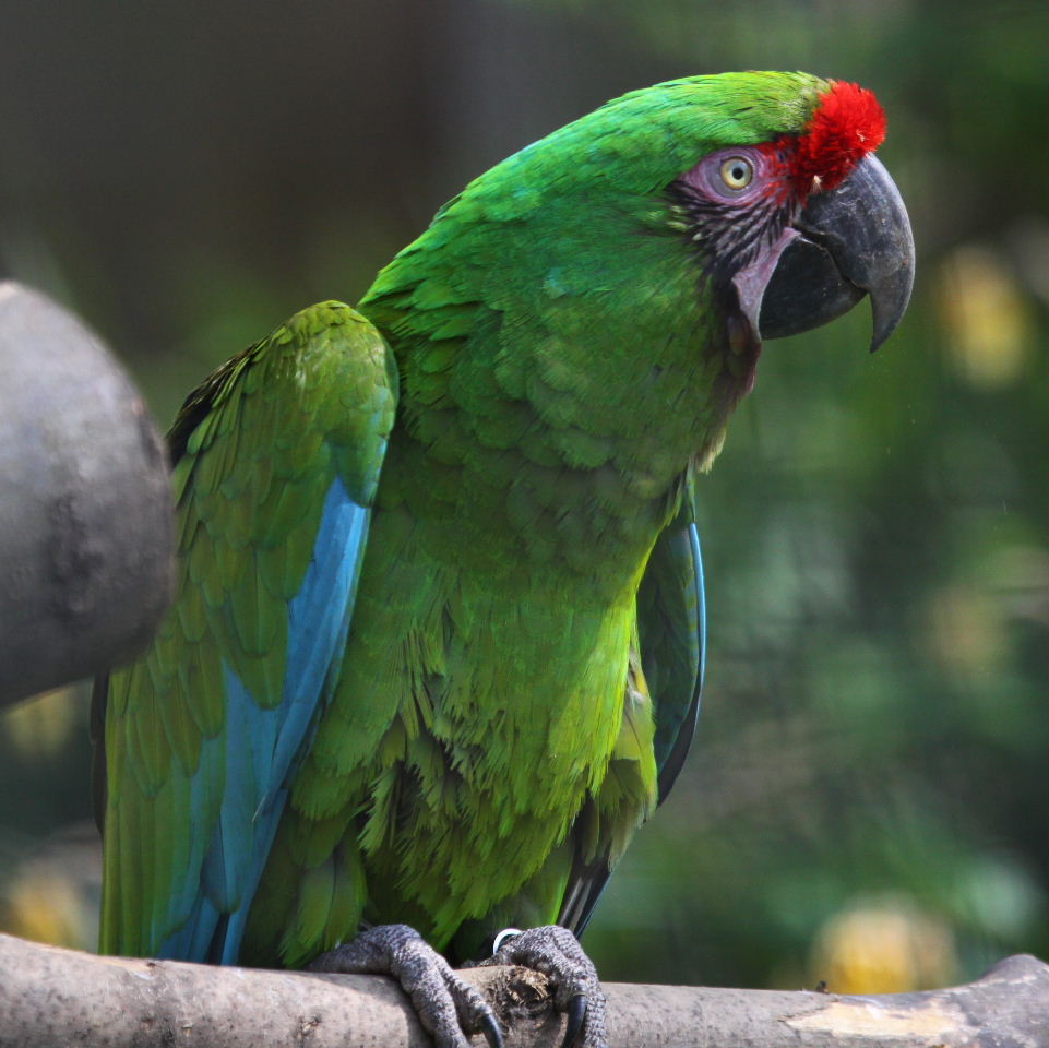 HD Quality Wallpaper | Collection: Animal, 961x960 Military Macaw