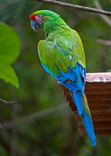 Nice wallpapers Military Macaw 354x500px