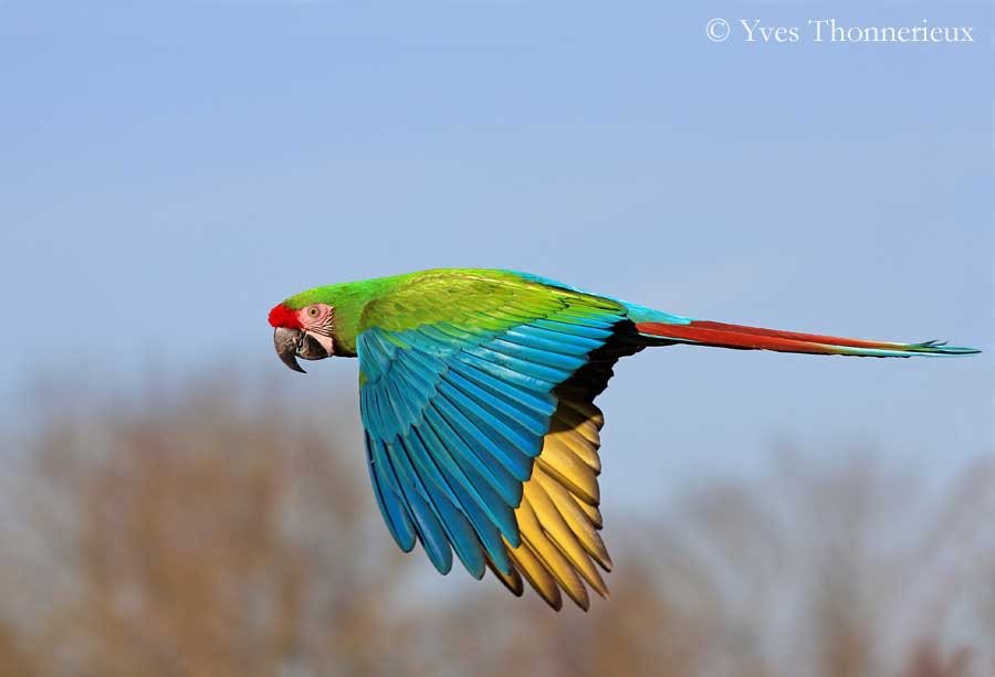High Resolution Wallpaper | Military Macaw 900x613 px