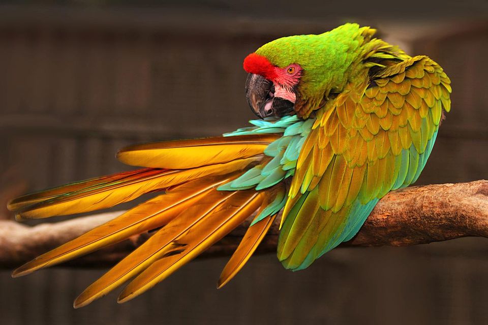 Images of Military Macaw | 960x640