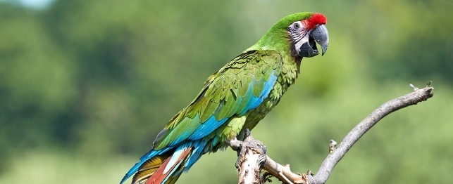 Nice wallpapers Military Macaw 643x262px