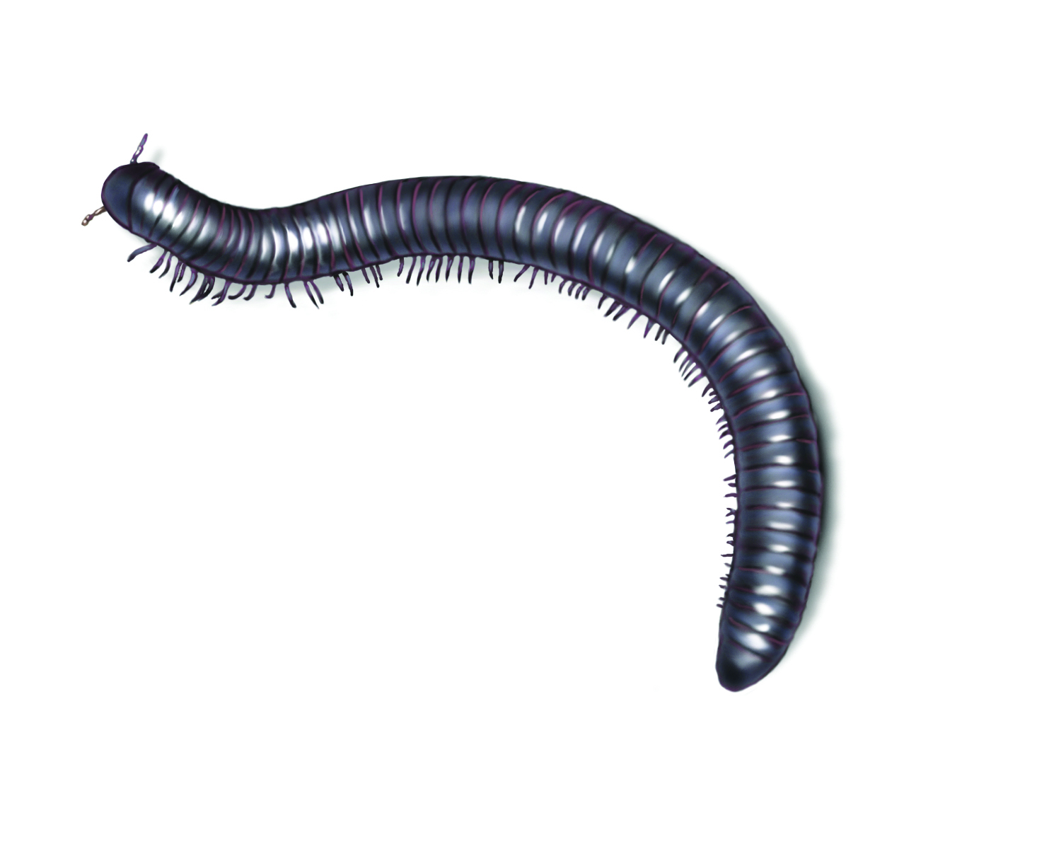 Millipede High Quality Background on Wallpapers Vista