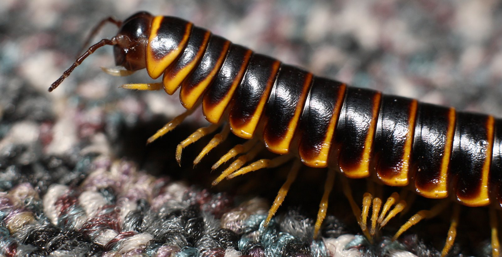 Millipede High Quality Background on Wallpapers Vista