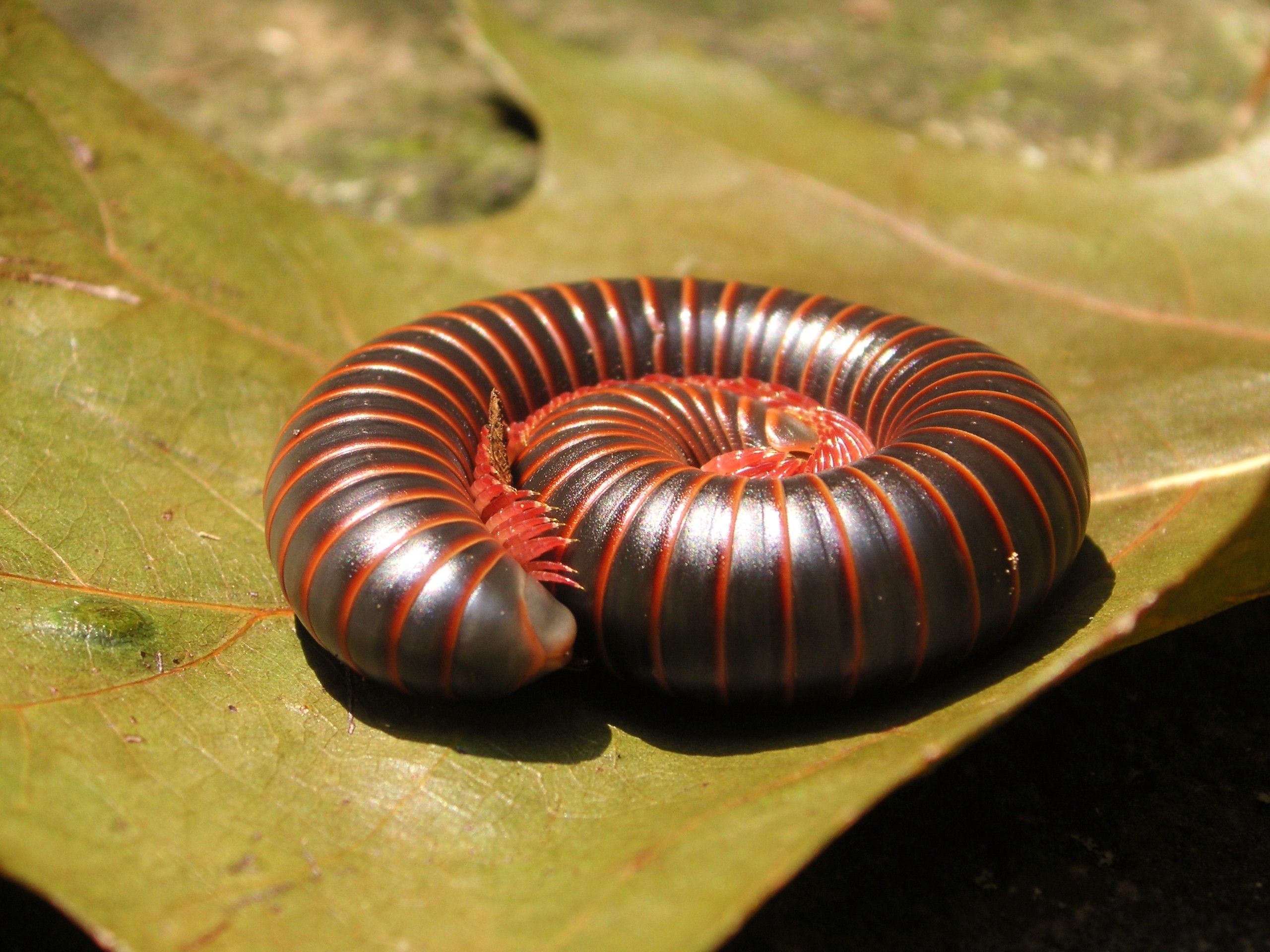 Nice Images Collection: Millipede Desktop Wallpapers