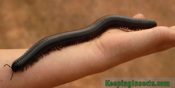 Nice wallpapers Millipede 600x301px
