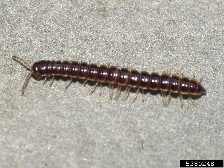Nice wallpapers Millipede 768x576px