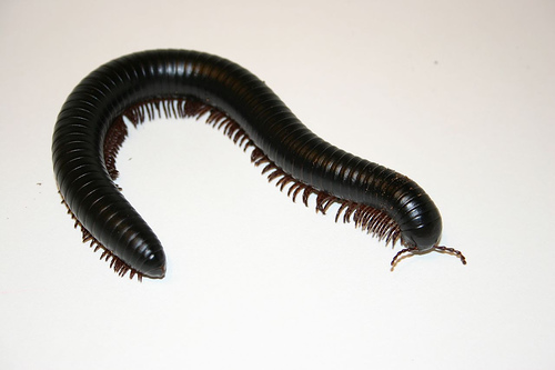 Images of Millipede | 500x333