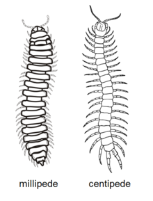 Images of Millipede | 220x289