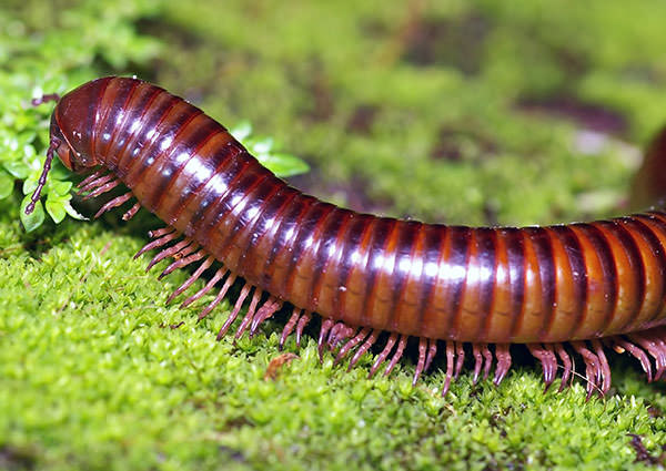Nice wallpapers Millipede 600x425px