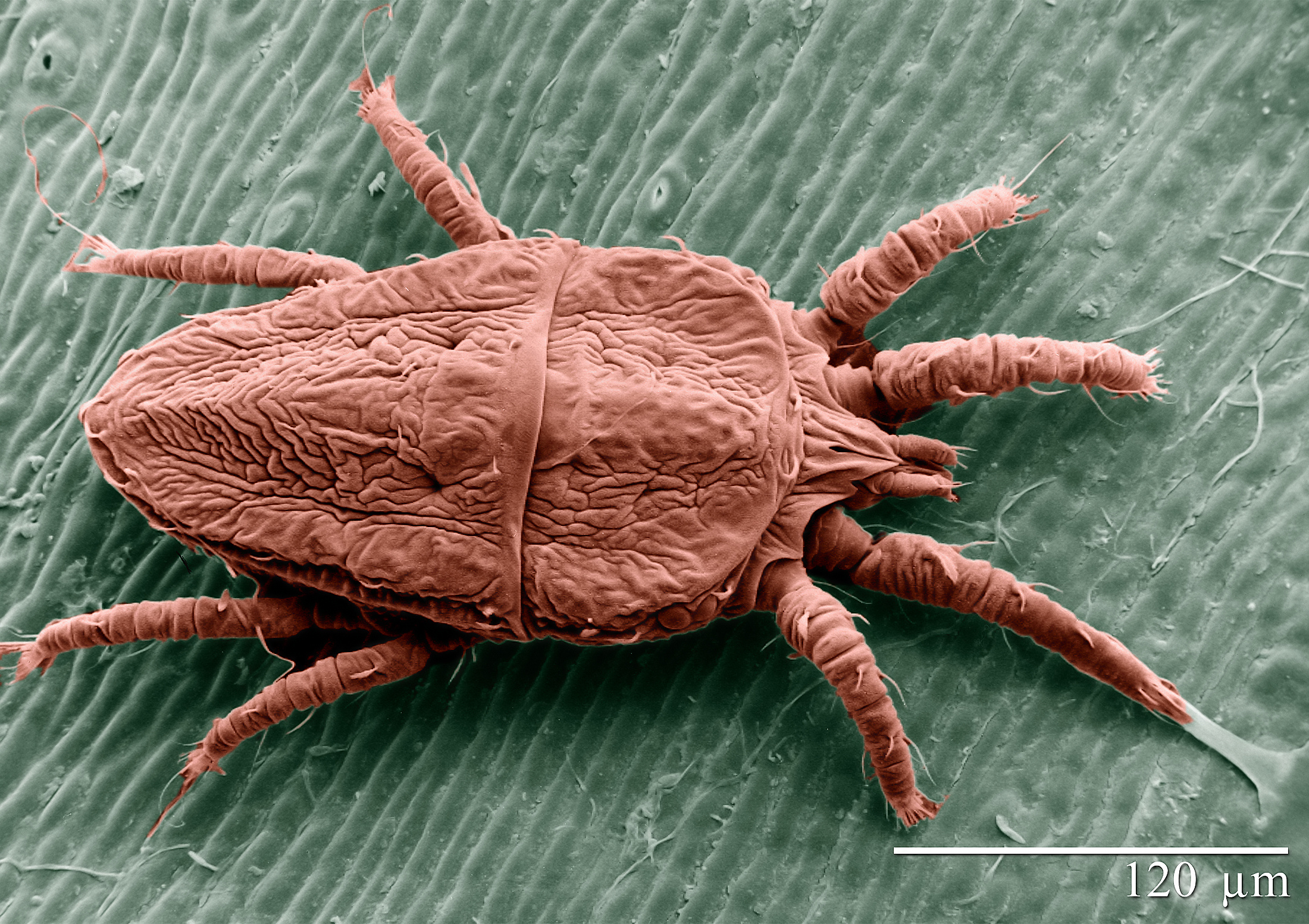 Images of Mite | 2200x1553