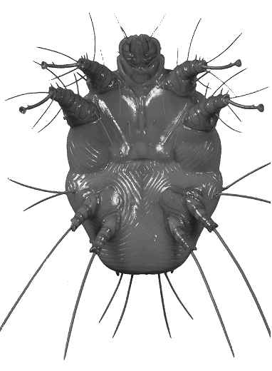 Images of Mite | 382x520