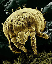 Images of Mite | 170x207