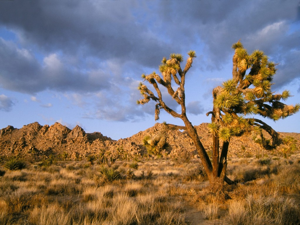 Amazing Mojave Pictures & Backgrounds
