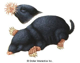 Images of Mole | 320x255