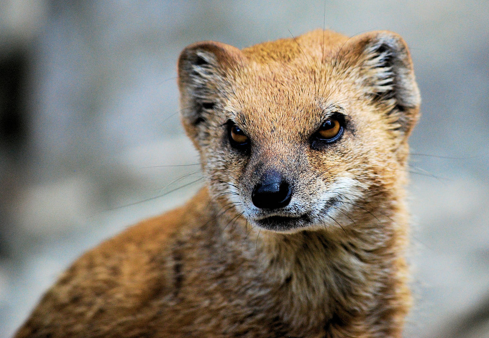 Mongoose Stock Photos and Images - 123RF