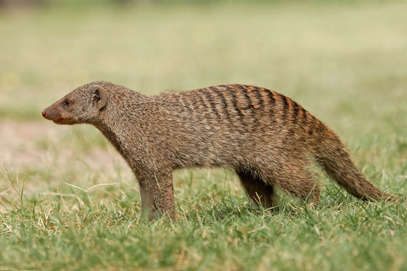 Mongoose High Quality Background on Wallpapers Vista