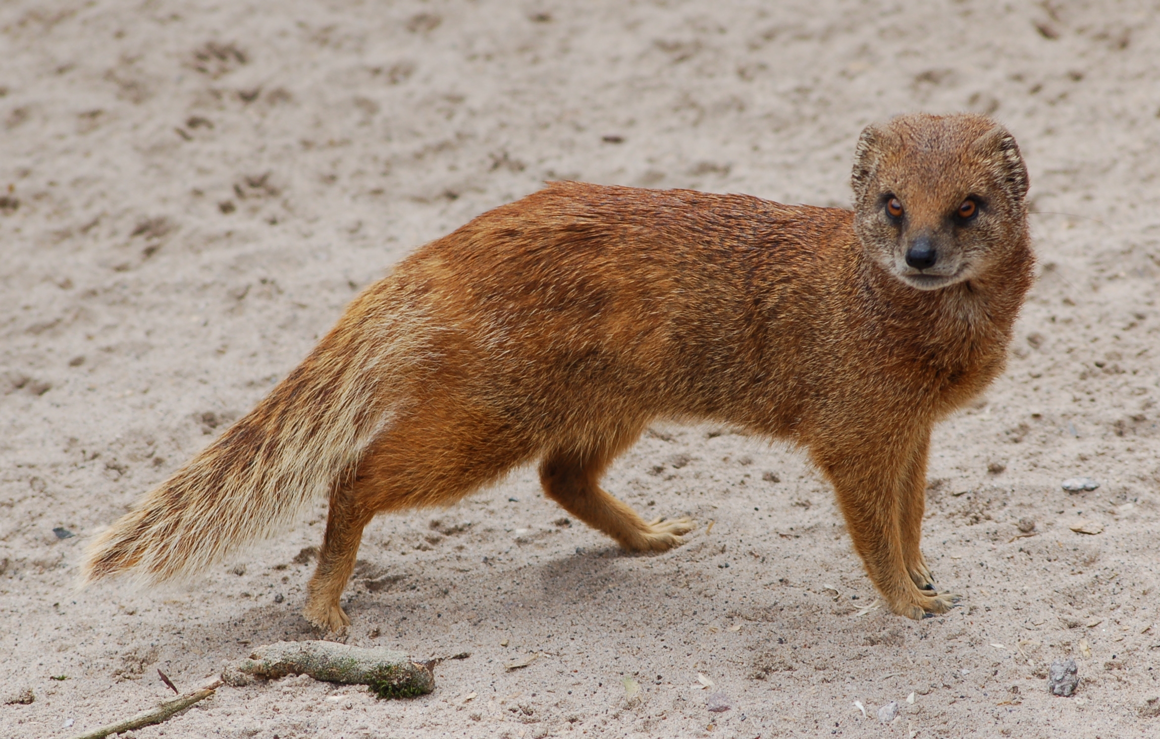 Mongoose Pics, Animal Collection