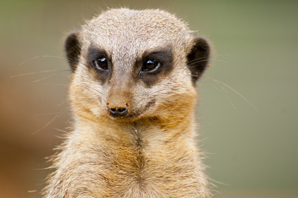 Amazing Mongoose Pictures & Backgrounds
