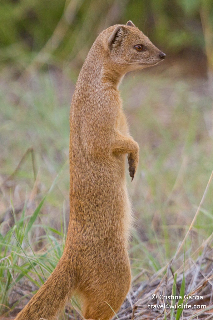 Mongoose Backgrounds on Wallpapers Vista