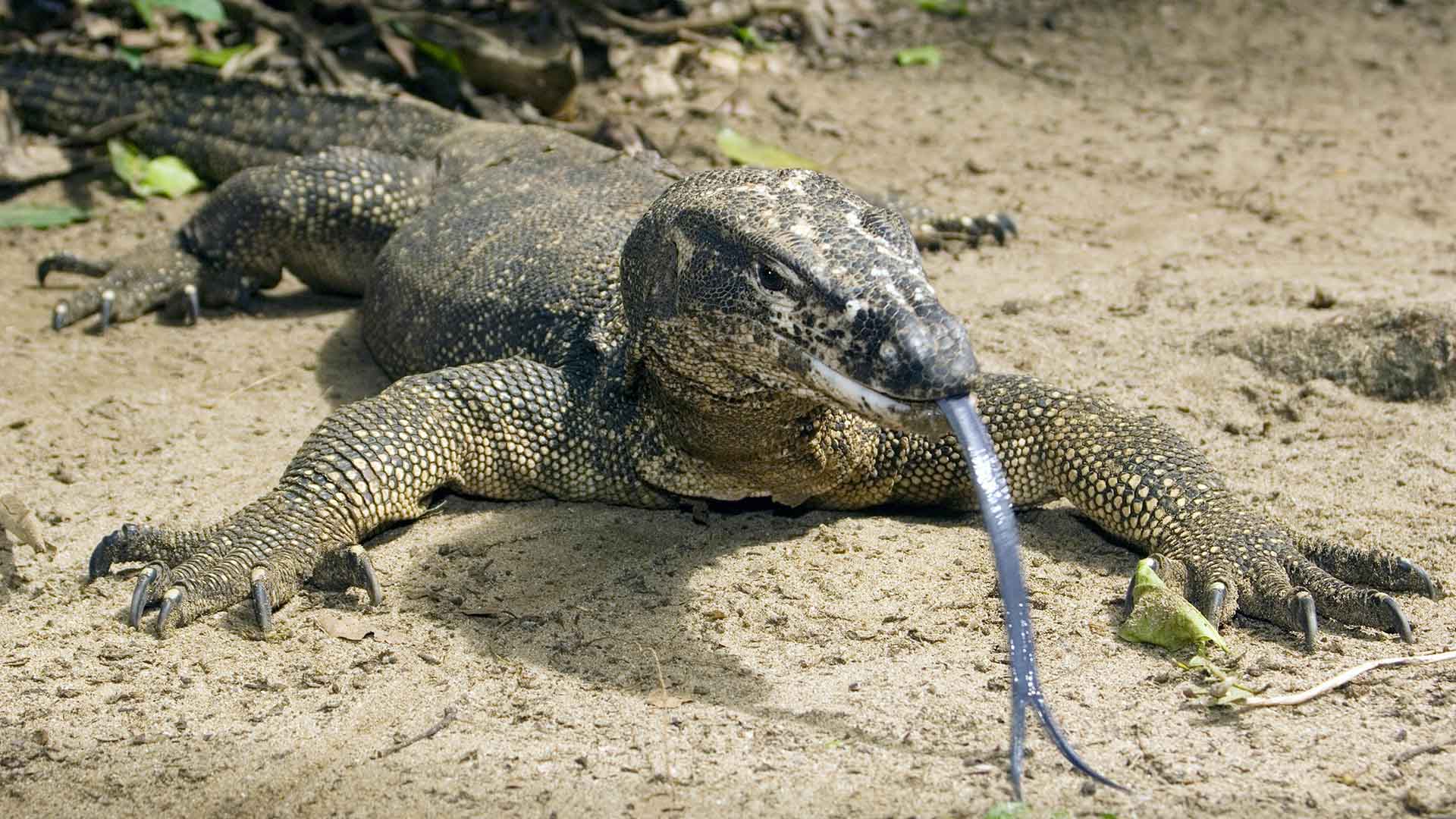 Nice Images Collection: Monitor Lizard Desktop Wallpapers