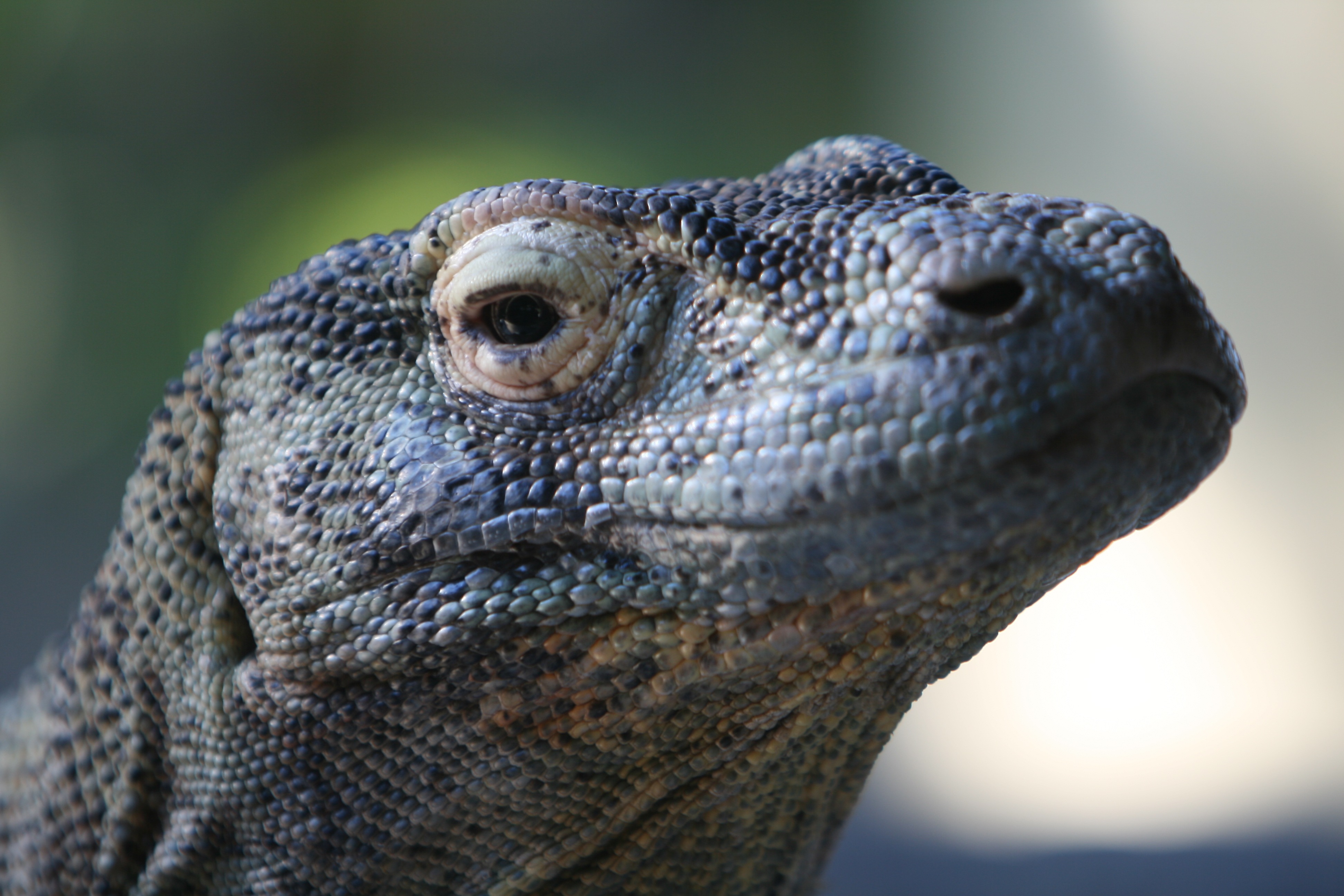 Nice Images Collection: Monitor Lizard Desktop Wallpapers