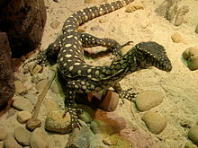 Monitor Lizard Pics, Animal Collection