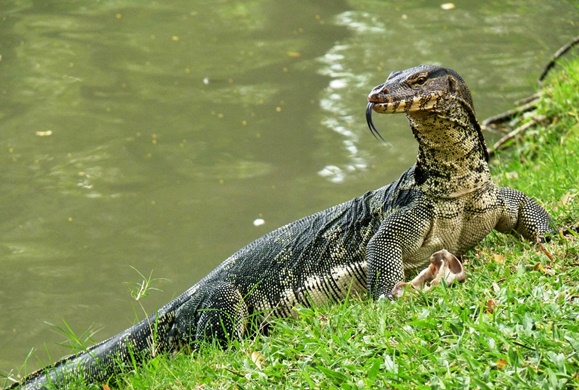 Amazing Monitor Lizard Pictures & Backgrounds