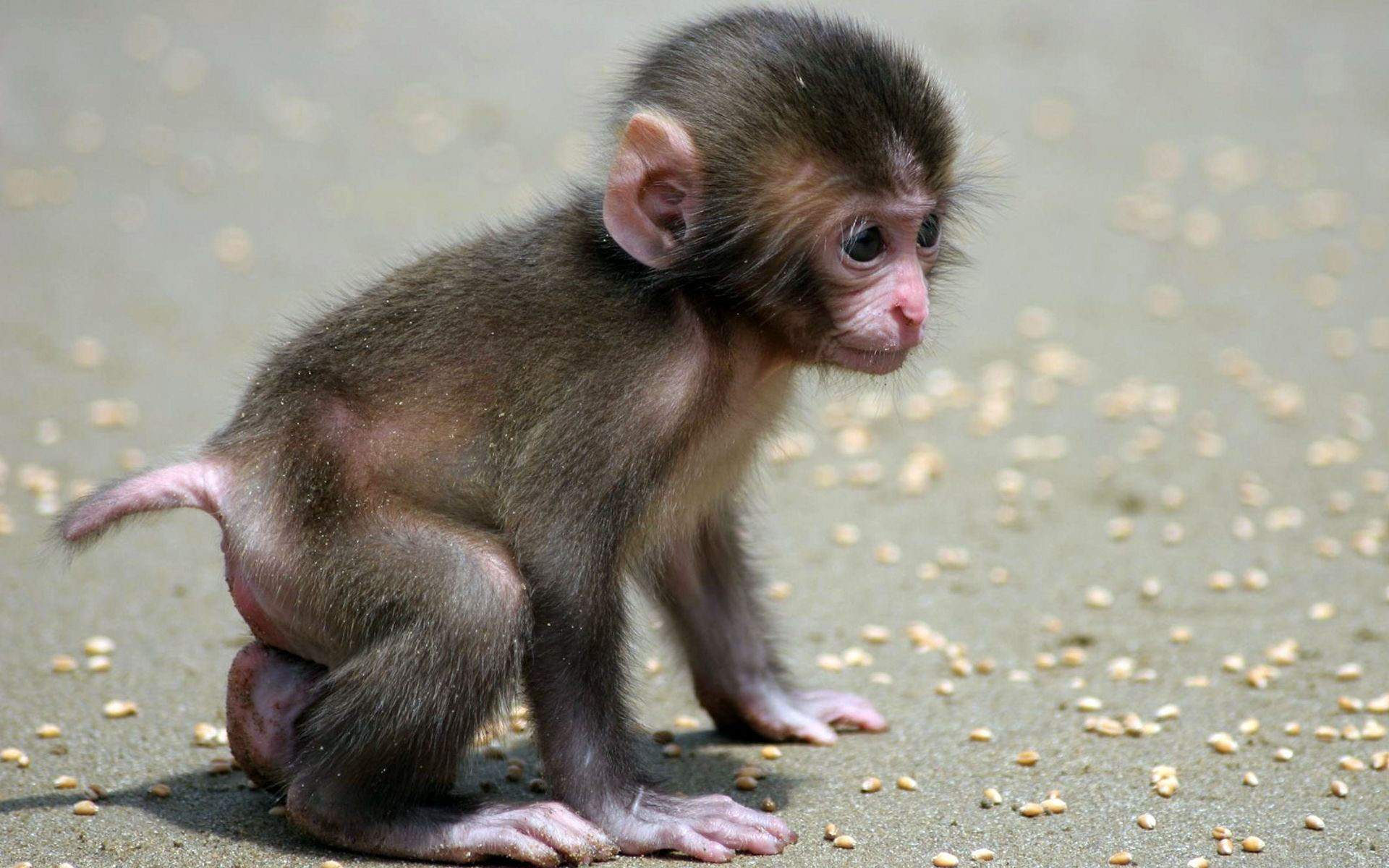 Nice Images Collection: Monkey Desktop Wallpapers
