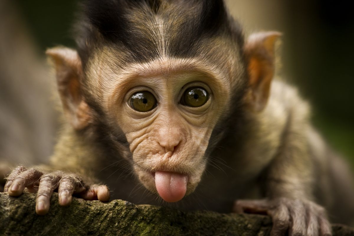 Monkey High Quality Background on Wallpapers Vista