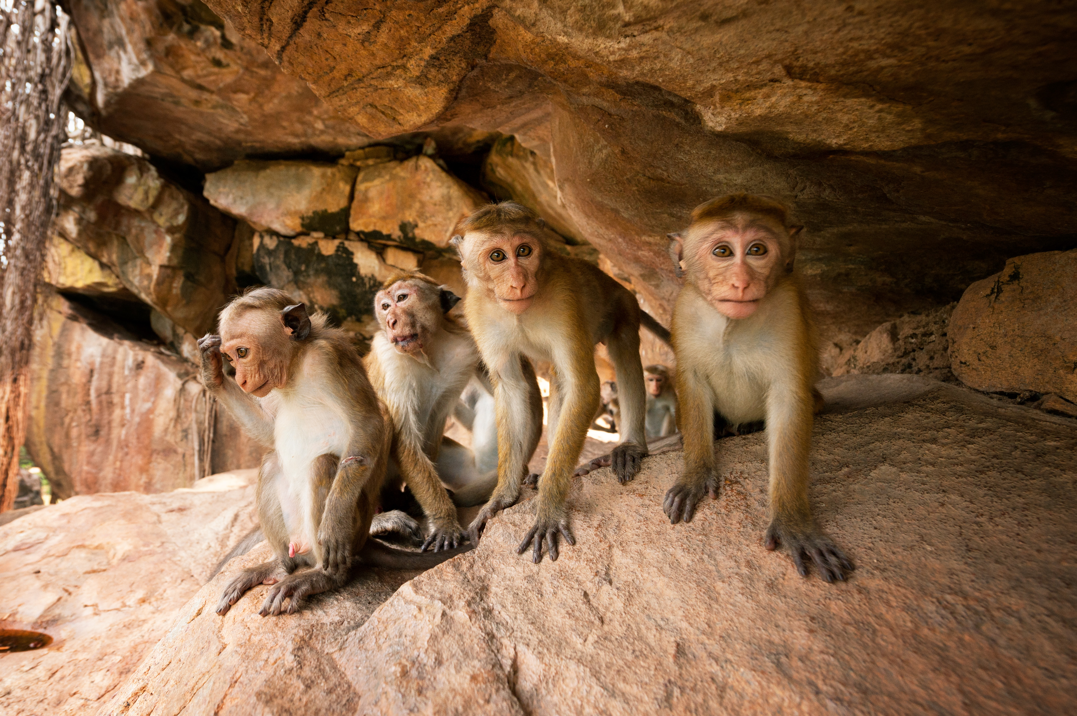 Amazing Monkey Kingdom Pictures & Backgrounds